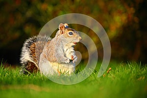 Grey squirrel in sunset