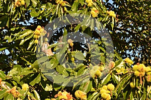 Grey squirrel sweet chestnut crown