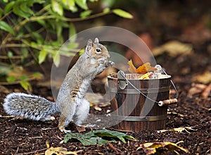 Grey Squirrel Taking Peanut from Wood Bucket