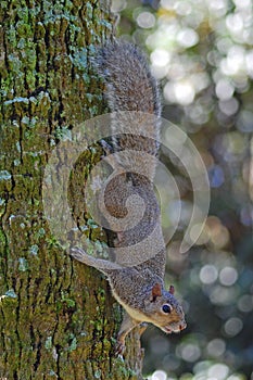 Grey squirrel on tree