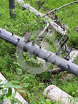 Grey Squirrel on a tree