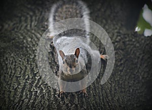 Grey Squirrel on a tree