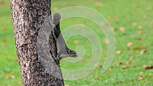 Grey Squirrel On the tree