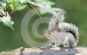 Grey squirrel on a tree branch
