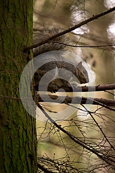 Grey squirrel on a tree