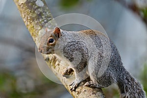 Grey squirrel in a tree