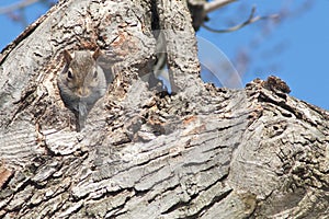 Grey squirrel in tree trunk