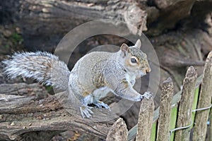 Grey squirrel on a tree trunk