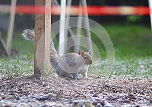 Grey squirrel watching the camera