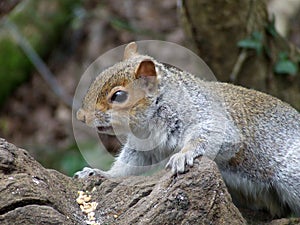 Grey Squirrel watching on log