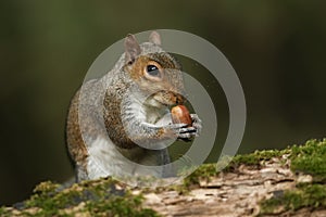 Grey Squirrel (Sciurus carolinensis) eating an acorn.