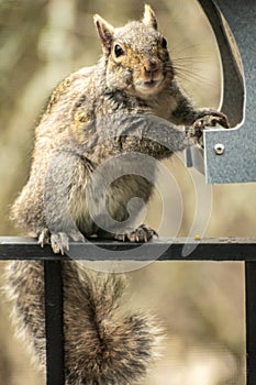 Grey Squirrell Sneaks A Meal