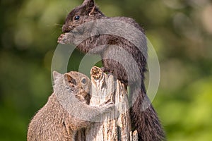 Grey Squirrels occupying a fence post