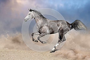 Grey stallion free run