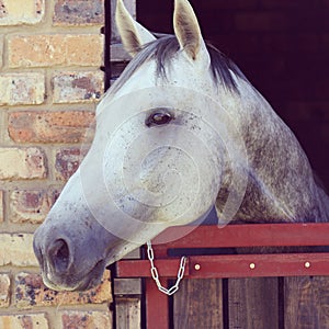 Grey stallion looking over his stable door