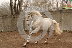 Grey stallion on the move photo