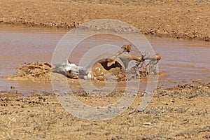 Grey Stallion taking a mud bath