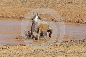 Grey Stallion taking a mud bath