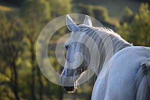 Grey Standardbred Horse Headshot