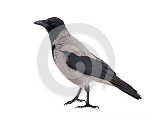 Grey standing crow isolated on white