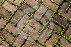 Grey stone footpath with green moss, close up image