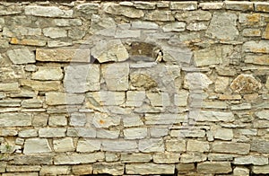 Grey stone wall background. Surface stone wall background.