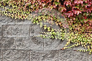Grey stone wall with green ivy turning red