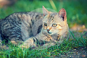 little tabby kitten lying on the grass