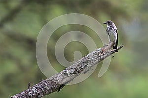 Grey-streaked Flycatcher on branch of larches