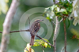 Grey-streaked Flycatcher (Muscicapa griseisticta) in Costa Rica