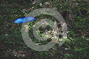 Grey striped cat in a lawn looking to and hunting a blue butterfly