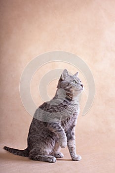 Grey striped cat sits on a beige background