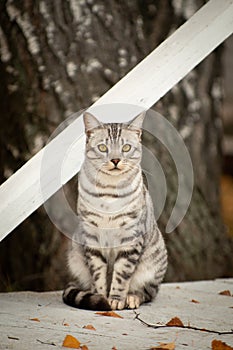Grey striped cat sits next to a white hedge
