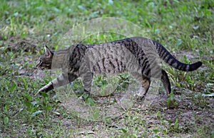 Grey striped cat sneaks on the ground