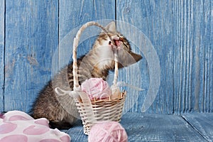 Grey striped kitten gnaw basket at blue wood