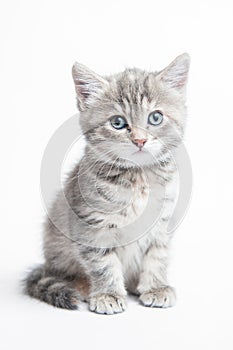 Grey striped kitten photo