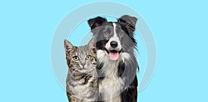 Grey striped tabby cat and a border collie dog with happy expression together on blue background, banner framed, looking at the