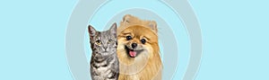 Grey striped tabby cat and Red Pomeranian dog panting with happy expression together on blue background, banner framed looking at