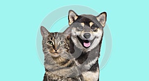 Grey striped tabby cat and Shiba inu dog panting with happy expr