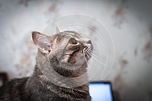 Grey stripped cat with beautiful eyes and whiskers looking away