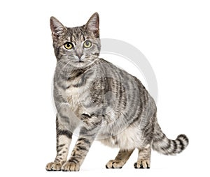 Grey stripped mixed-breed cat standing, isolated