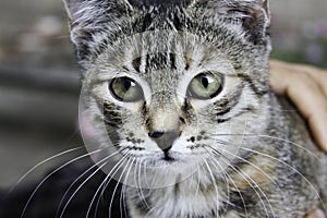 Grey stripy cat