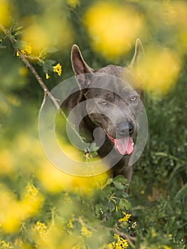 Grey summer thai ridgeback dog in forest in beauty flowers