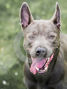 Grey summer thai ridgeback dog in forest in beauty flowers