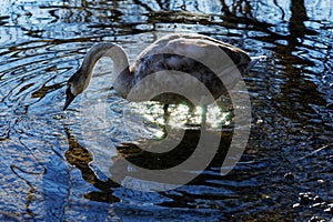 grey swan standing in sun reflecting water shining blue