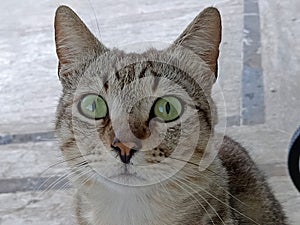Grey tabby cat with beautiful green gemstones looking eyes photo