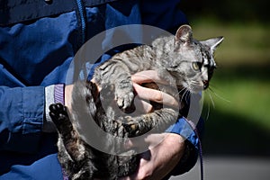 Grey tabby cat being carried in the arms of its owner