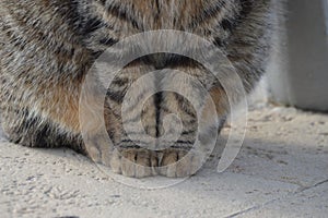 Grey tabby cat close up of front legs and paws