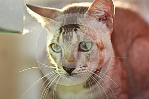Grey Tabby Cat