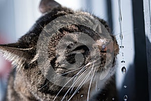 Grey tabby cat drinking water extreme close up portrait with water drops splashing around